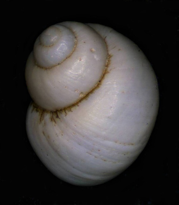 Forse Hydrobiidae